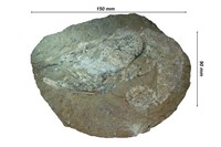 Mecochirus magnus
